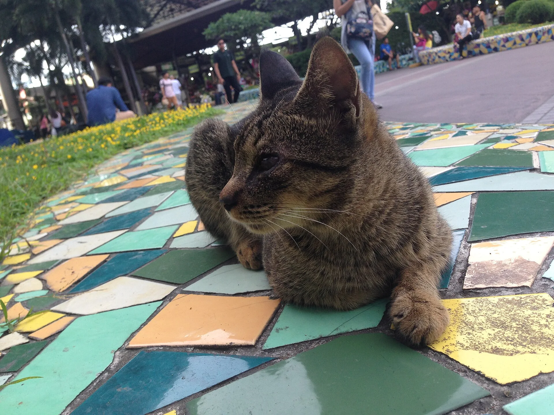 Pictures of Cat의 고양이 사진, A cat resting at Market! Market!'s outdoor plaza in Taguig City, Metro Manila