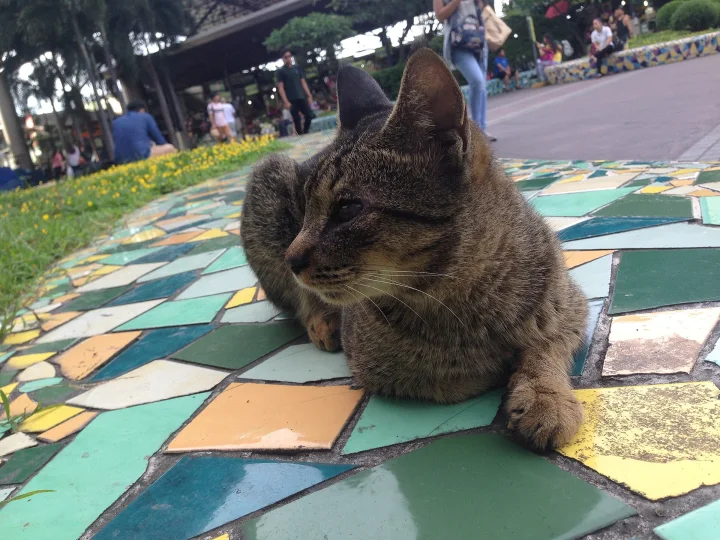 Tabby lying on a colorful mosaic surface · Cat photo — Pictures of Cat