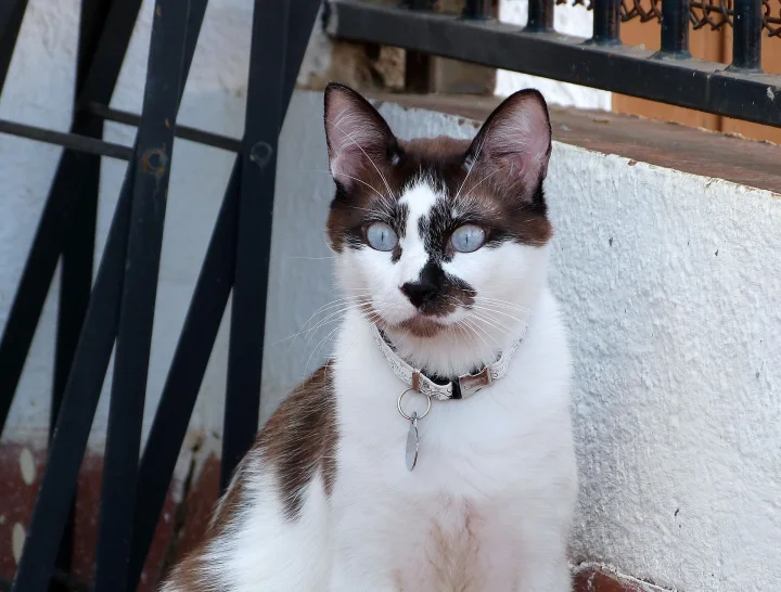 White cat with dark markings beside a black metal railing · Cat photo — Pictures of Cat