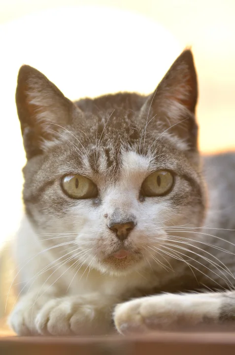 White and brown cat resting its paws on a ledge · Cat photo — Pictures of Cat