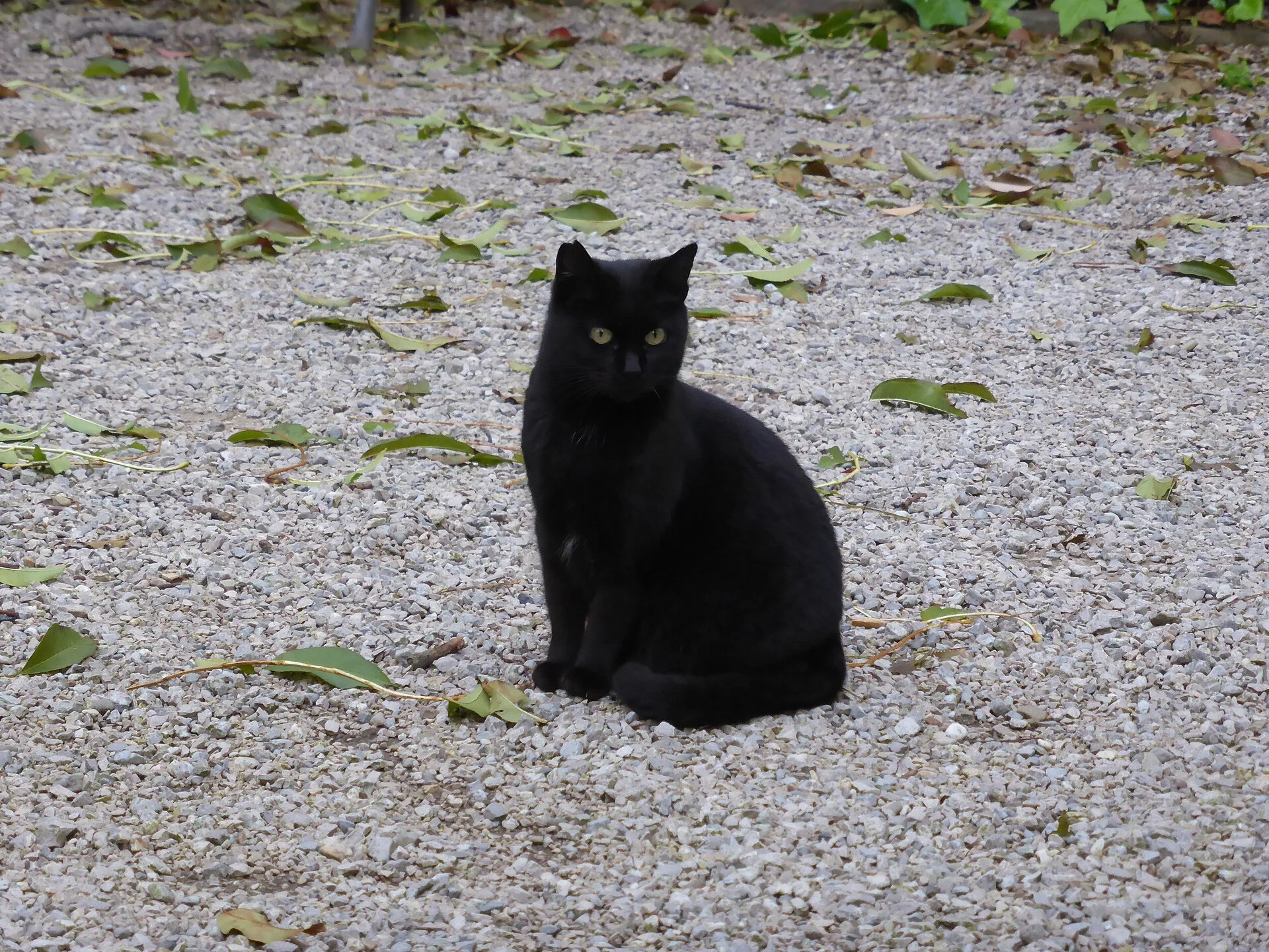 Black cat in Barcelona, una foto de gato en Pictures of Cat