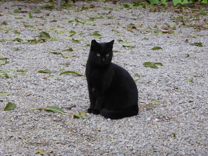 Black cat in Barcelona, ein Katze-Foto auf Pictures of Cat