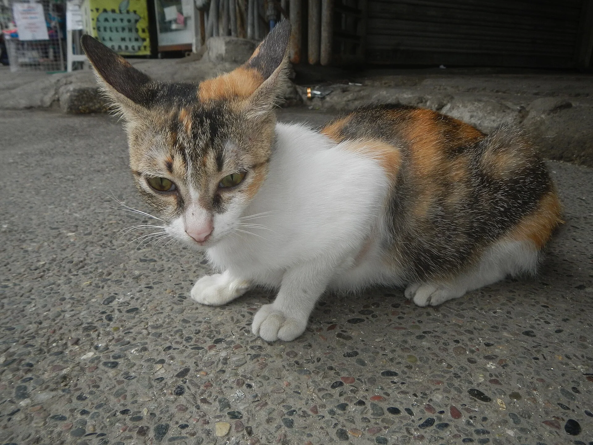 Photos taken during the 2020 coronavirus pandemic in Baliuag, Bulacan New Normal (General Community Quarantine in Baliua, ein Katze-Foto auf Pictures of Cat