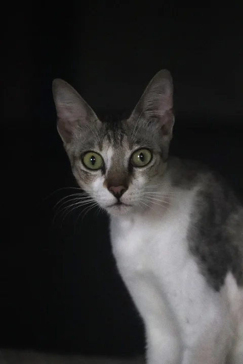 White and gray cat with green eyes against a dark background · Cat photo — Pictures of Cat