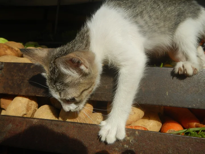 Gray and white cat leaning over a wooden produce box · Cat photo — Pictures of Cat