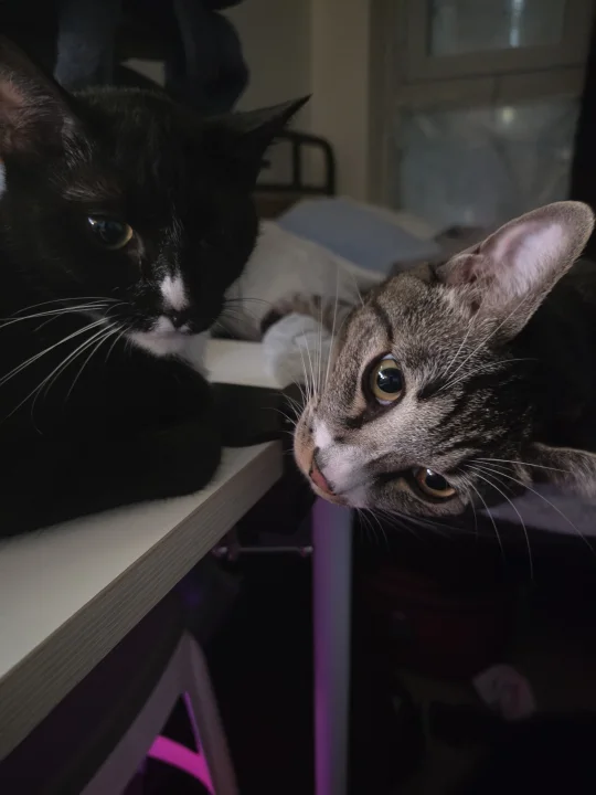 Two cats facing each other indoors · Cat photo — Pictures of Cat