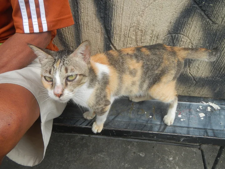 Calico cat on a bench beside a person · Cat photo — Pictures of Cat