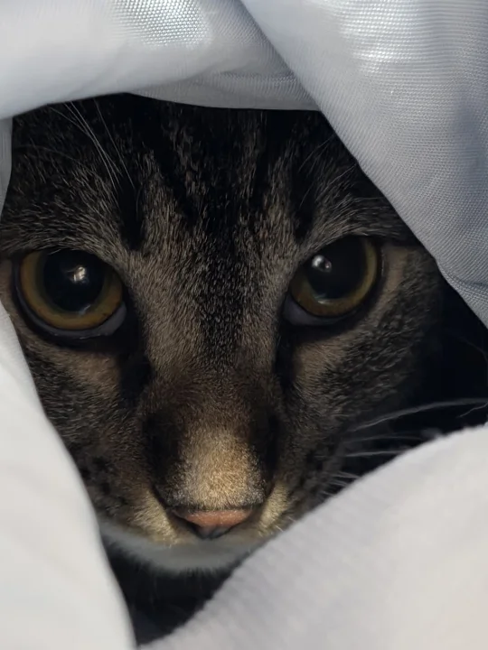 A tabby cat looking out from beneath white fabric · Cat photo — Pictures of Cat