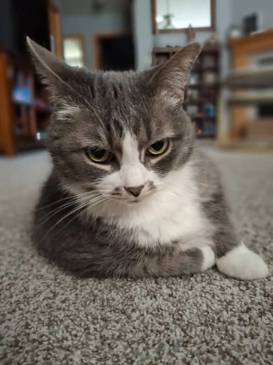 Gray and white cat lying on a pale carpet · Cat photo — Pictures of Cat