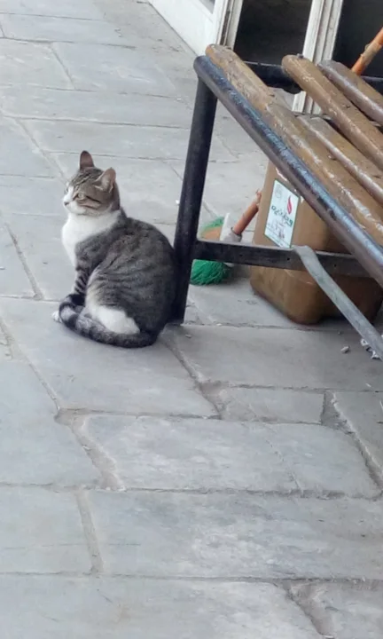 Gray tabby sitting on paving stones beside a bench · Cat photo — Pictures of Cat