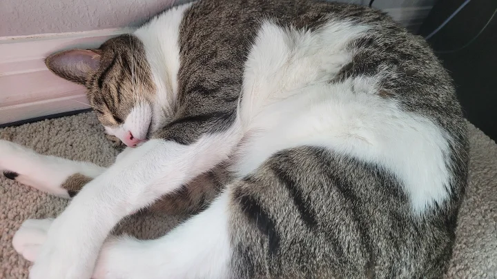 White and gray cat curled beside a patterned rug · Cat photo — Pictures of Cat