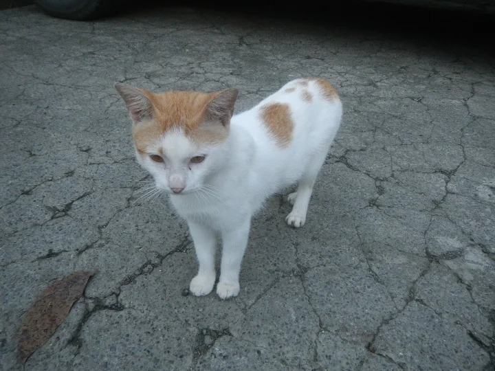 White and orange cat standing on cracked concrete · Cat photo — Pictures of Cat