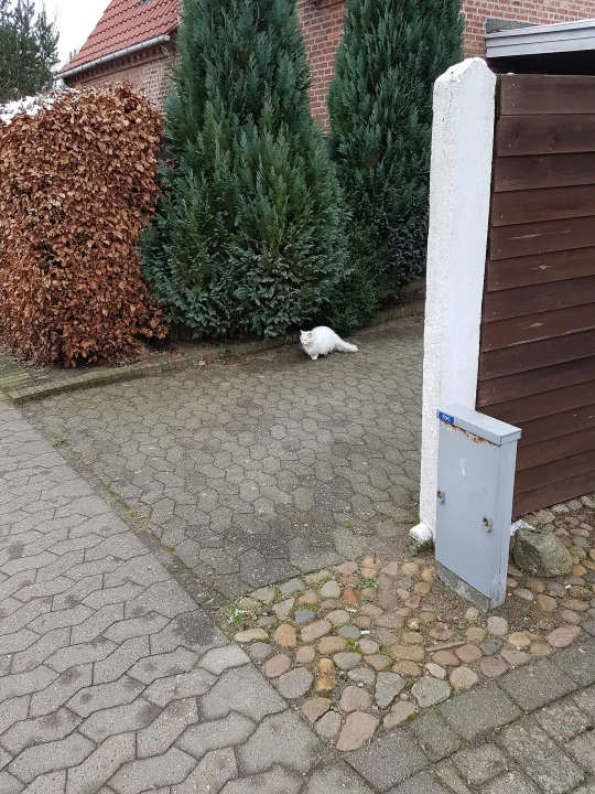 A white cat on a paved path beside stacked firewood · Cat photo — Pictures of Cat