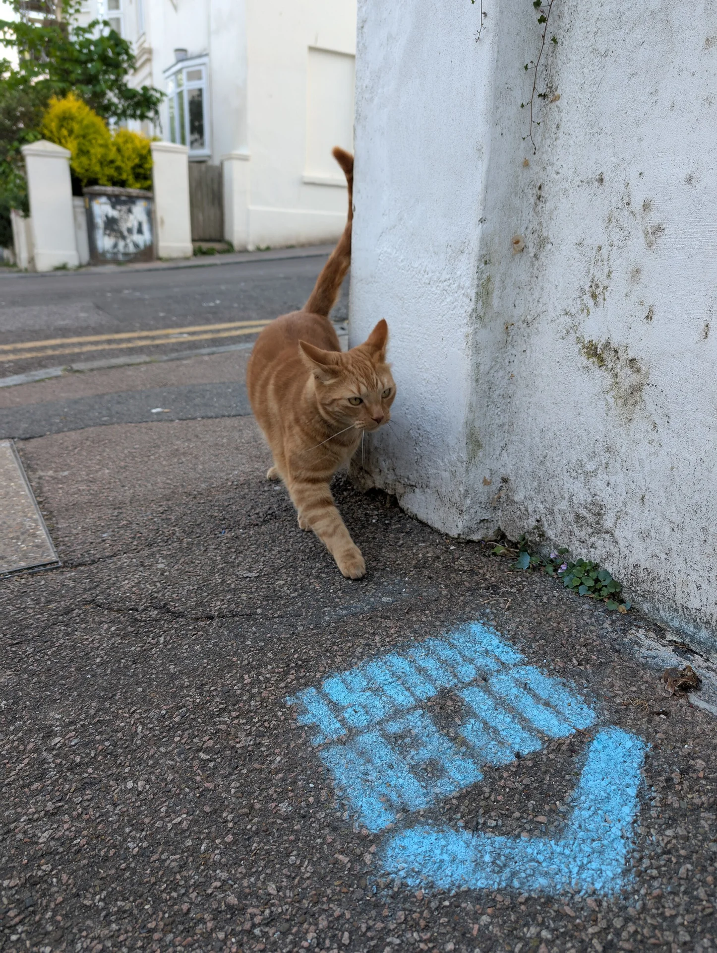 cat following Artists Open Houses floor sign, a cat photo on Pictures of Cat