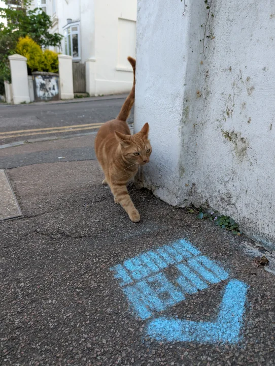 An orange cat beside a white wall and blue pavement marking · Cat photo — Pictures of Cat