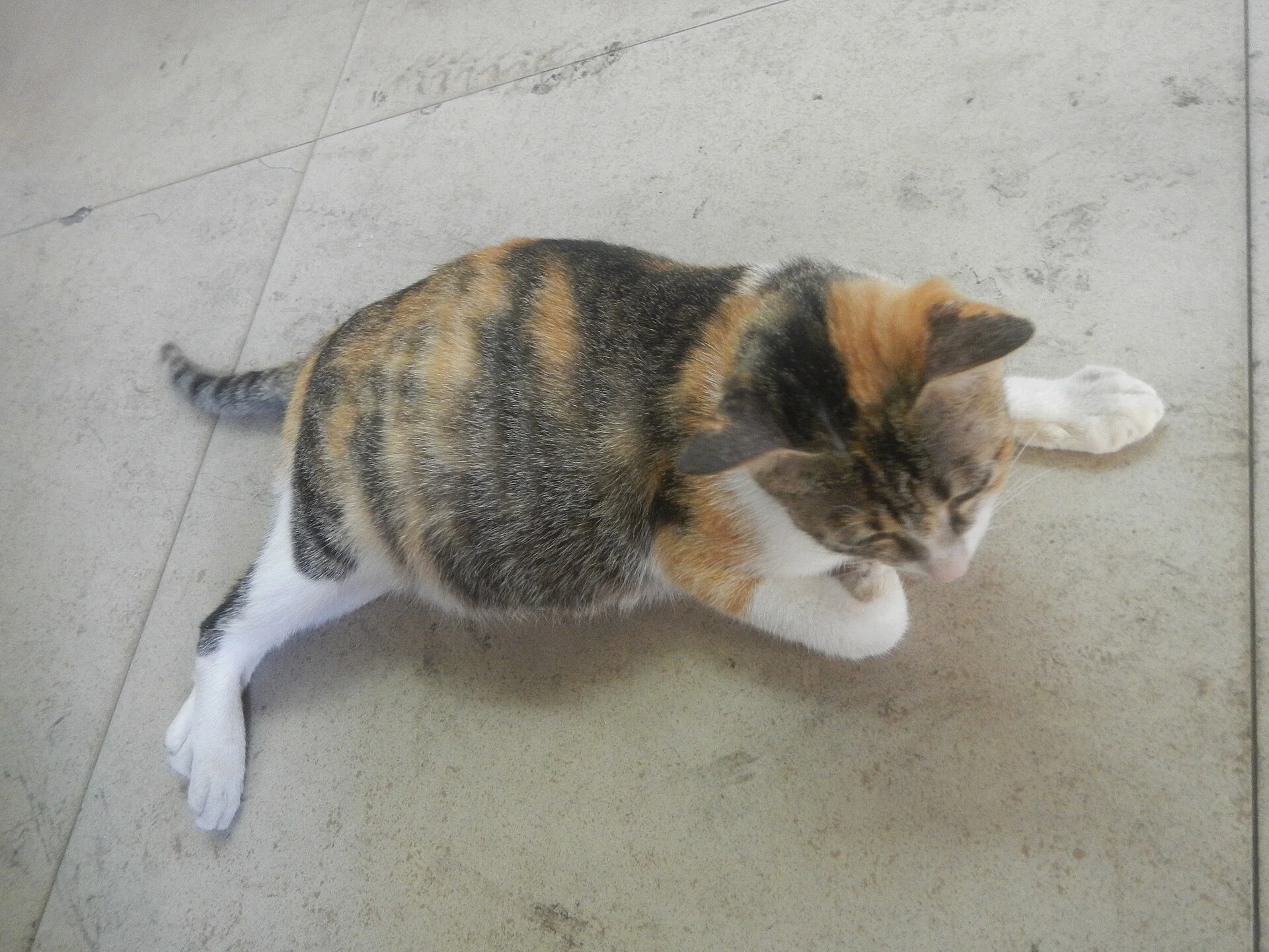 Pictures of Cat의 고양이 사진, Poblacion Baliuag, Bulacan
