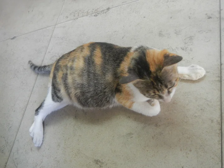 Calico cat lying with one back leg extended · Cat photo — Pictures of Cat