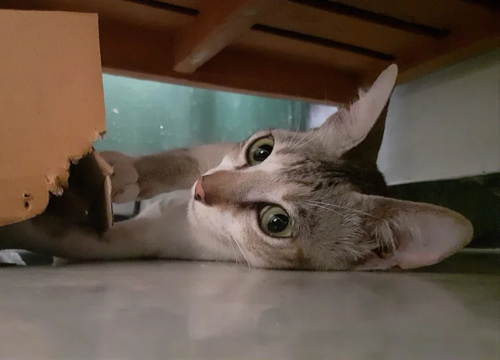 Tabby lying under furniture beside cardboard · Cat photo — Pictures of Cat