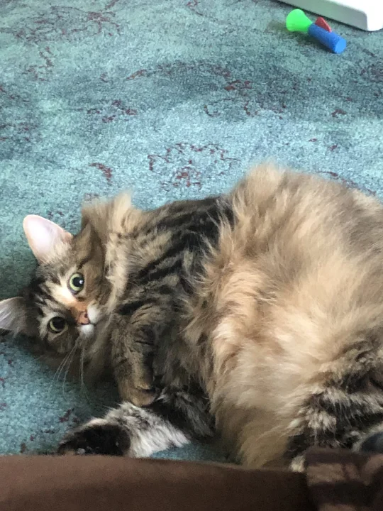 Fluffy tabby lying on a blue carpet · Cat photo — Pictures of Cat