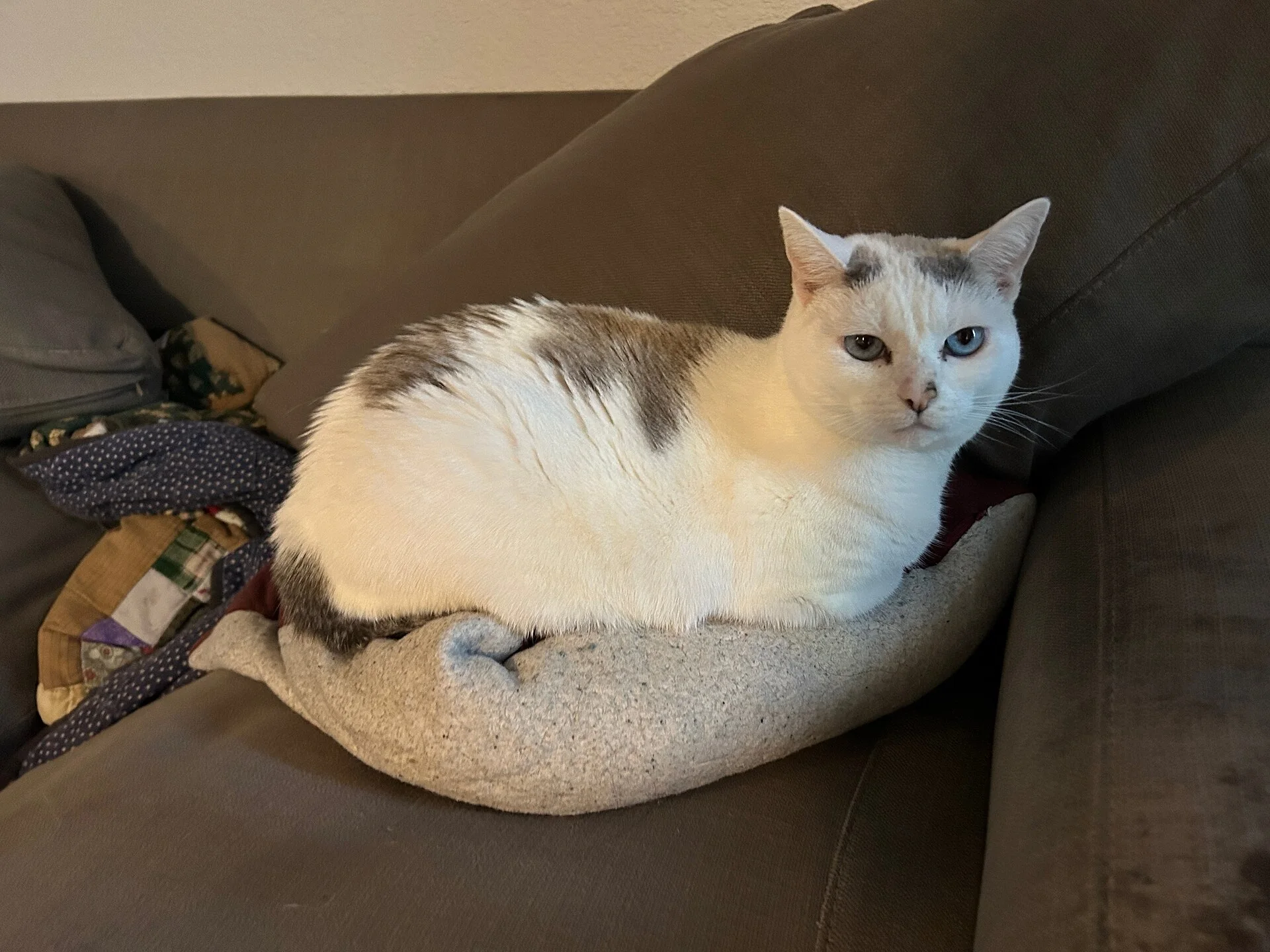 Snow, a bicolored cat, is sitting in a loaf position on a pillow., ein Katze-Foto auf Pictures of Cat