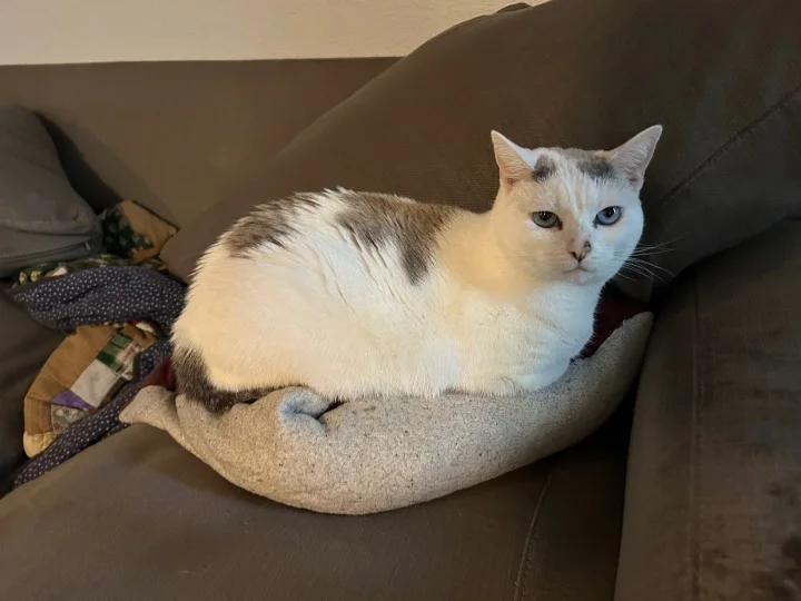 White cat with gray markings on a round cushion · Cat photo — Pictures of Cat