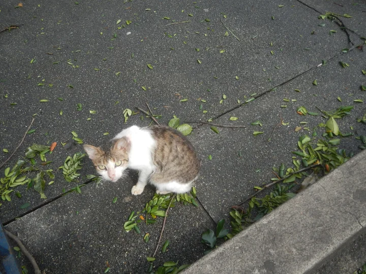 White and brown cat crouching among scattered green leaves · Cat photo — Pictures of Cat