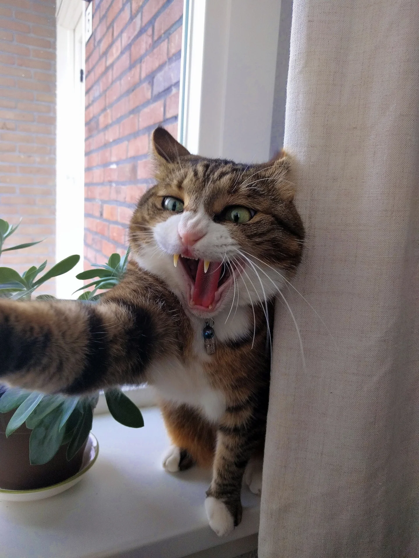 Angry cat attack, ein Katze-Foto auf Pictures of Cat