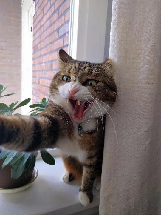 Tabby on a windowsill with its mouth open beside a plant · Cat photo — Pictures of Cat
