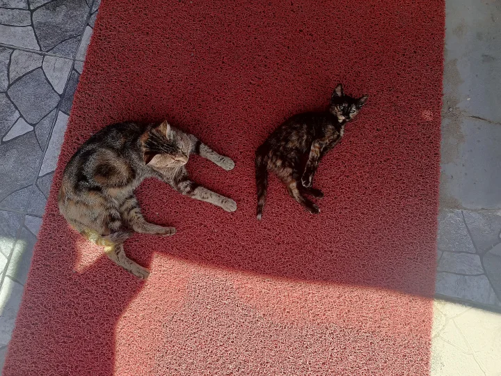 Two cats resting on a red outdoor rug · Cat photo — Pictures of Cat
