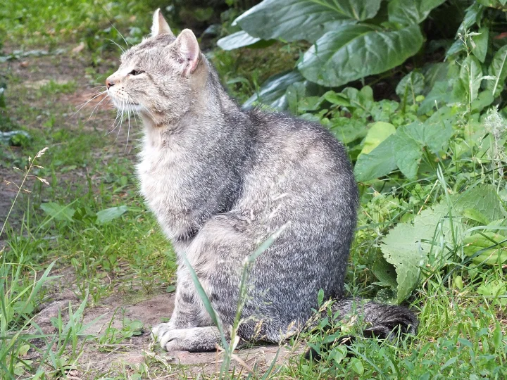 Gray tabby sitting in grass beside broad leaves · Cat photo — Pictures of Cat