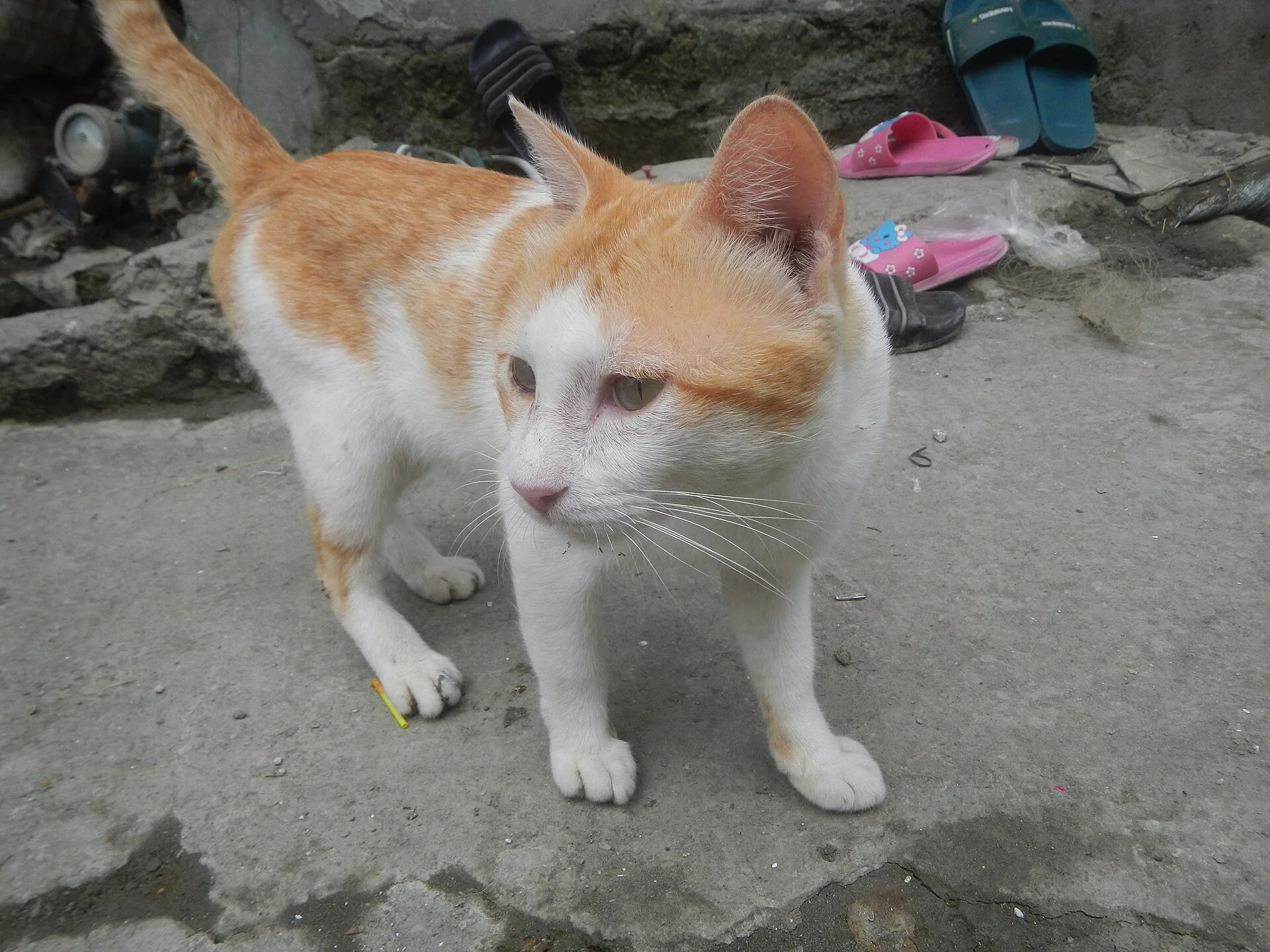 Overcast in sitios, puroks and villages of Tibaguin island 2020, une photo de chat sur Pictures of Cat
