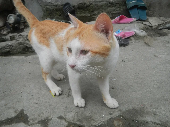 Orange and white cat standing near outdoor steps · Cat photo — Pictures of Cat