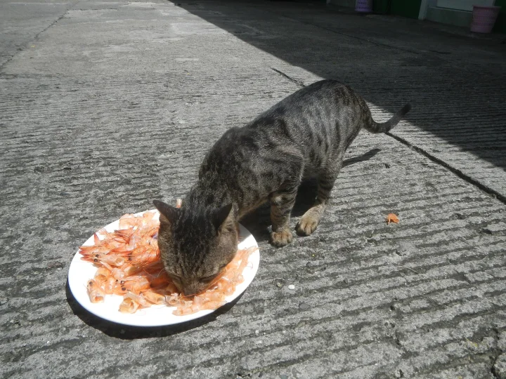 Tabby with its muzzle over food on a white plate · Cat photo — Pictures of Cat