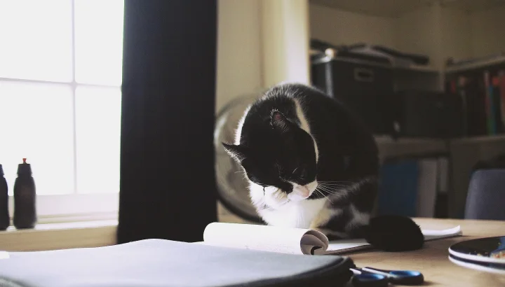 A black and white cat looking down at paper on a desk · Cat photo — Pictures of Cat