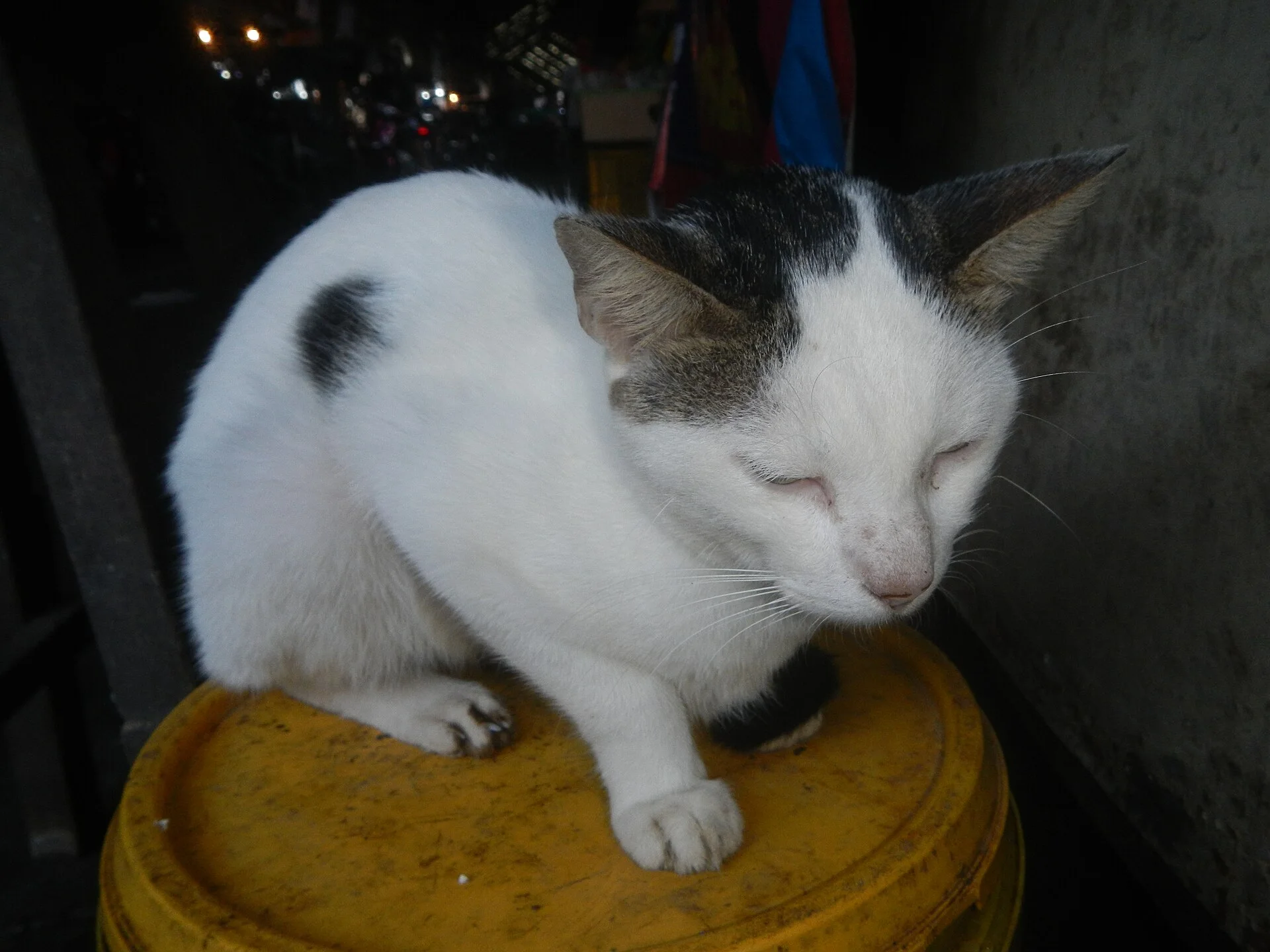Pictures of Cat上的猫照片：Poblacion, Baliuag, Bulacan Timeline of the 2020 coronavirus pandemic in the Philippines 2020 coronavirus pandemic in th