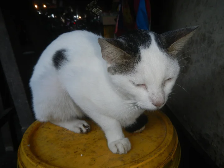 White cat with gray markings sitting on a yellow bucket · Cat photo — Pictures of Cat
