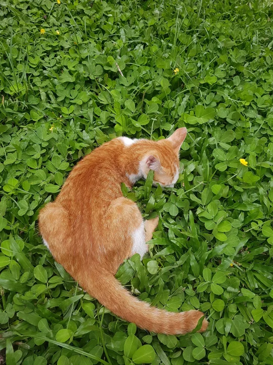 Orange cat curled among clover leaves · Cat photo — Pictures of Cat