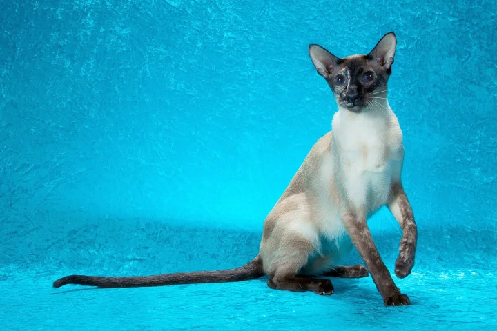 Pale cat with dark ears sitting against a blue background · Cat photo — Pictures of Cat