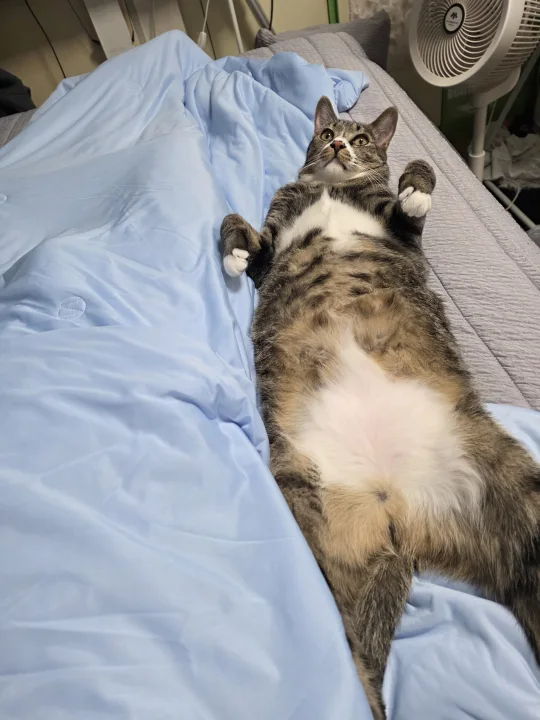 Tabby lying on its back on a blue bed · Cat photo — Pictures of Cat
