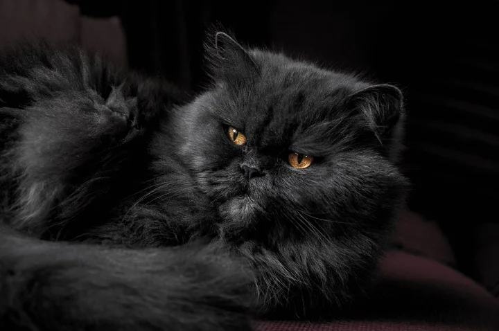 Long-haired black cat resting on dark fabric · Cat photo — Pictures of Cat