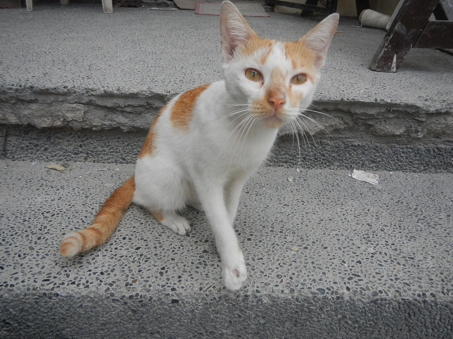 Mandaluyong City along Boni Avenue (Mandaluyong) 14°34'36"N 121°2'5"E Boni Avenue List of barangays of Metro Manila, Bar, una foto de gato en Pictures of Cat