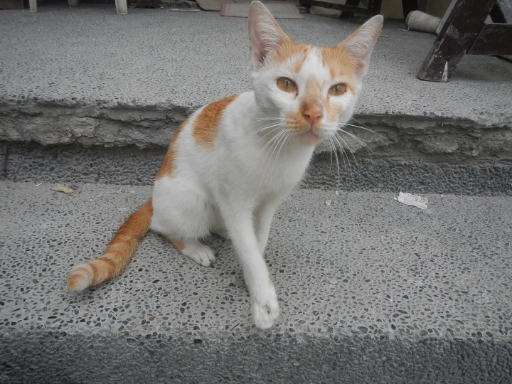 Mandaluyong City along Boni Avenue (Mandaluyong) 14°34'36"N 121°2'5"E Boni Avenue List of barangays of Metro Manila, Bar, ein Katze-Foto auf Pictures of Cat