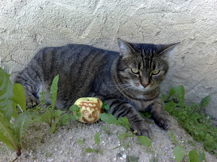 Kočka Micina slaví Halloween / Cat with Halloween Apple., ein Katze-Foto auf Pictures of Cat