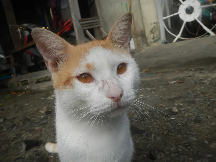 Yellow-eyed cinnamon and white cats in the Philippines portrait, ein Katze-Foto auf Pictures of Cat
