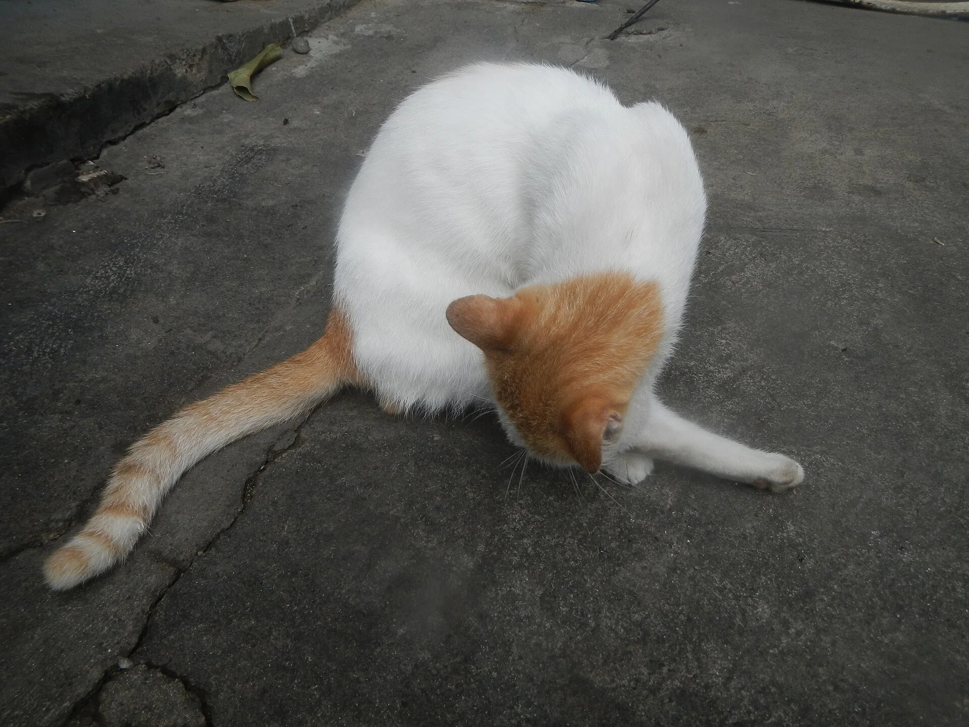 Yellow-eyed cinnamon and white cats in the Philippines portrait, una foto de gato en Pictures of Cat