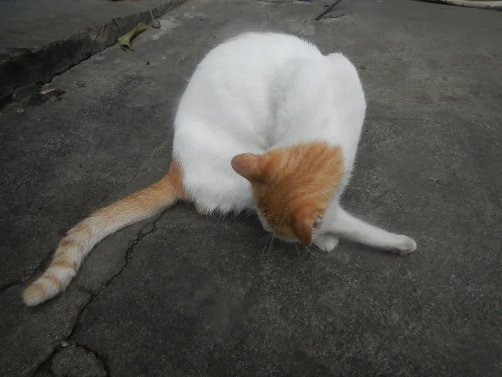 An orange and white cat grooming on a concrete surface · Cat photo — Pictures of Cat