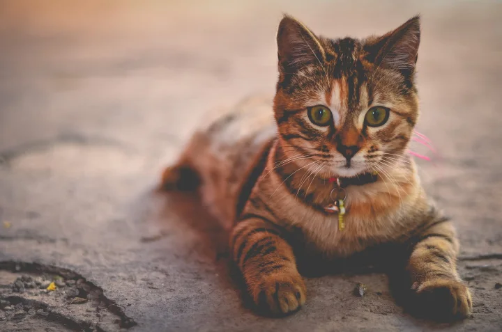 Tabby wearing a collar and lying on dark paving · Cat photo — Pictures of Cat