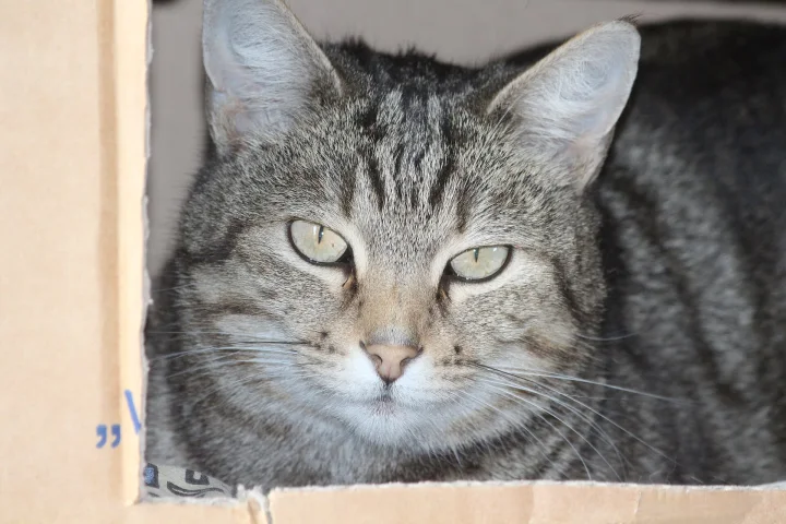 Gray tabby inside a cardboard box · Cat photo — Pictures of Cat