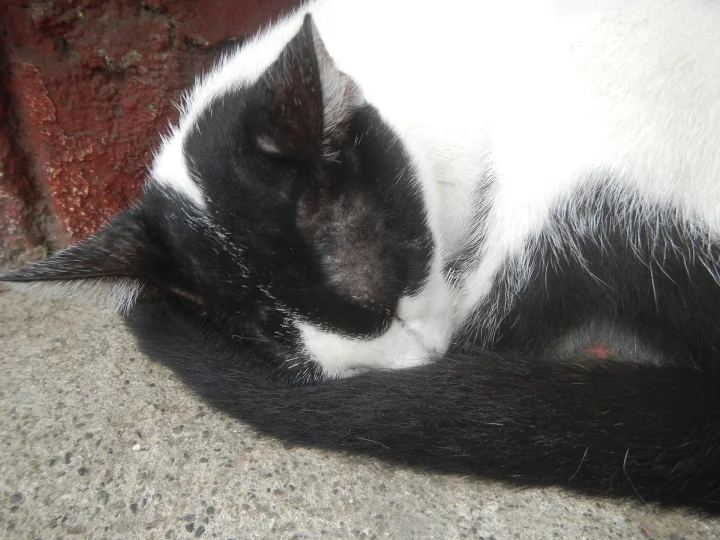 A black and white cat curled up beside a wall · Cat photo — Pictures of Cat