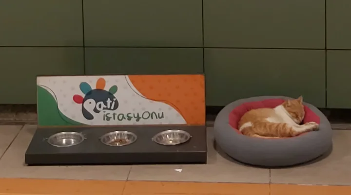 An orange cat curled in a pet bed beside feeding bowls · Cat photo — Pictures of Cat